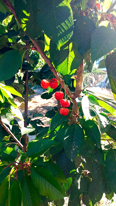 Frutos de cerezo