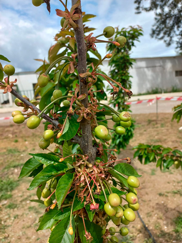 Frutos de cerezo