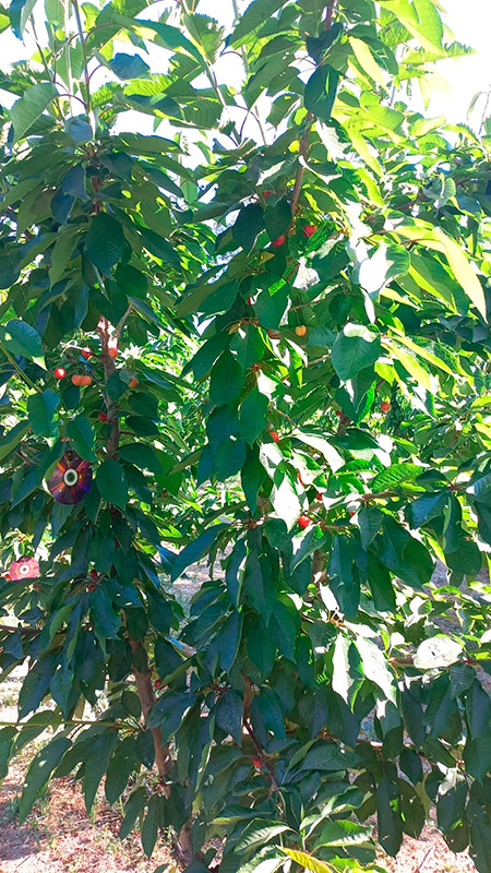 Frutos de cerezo