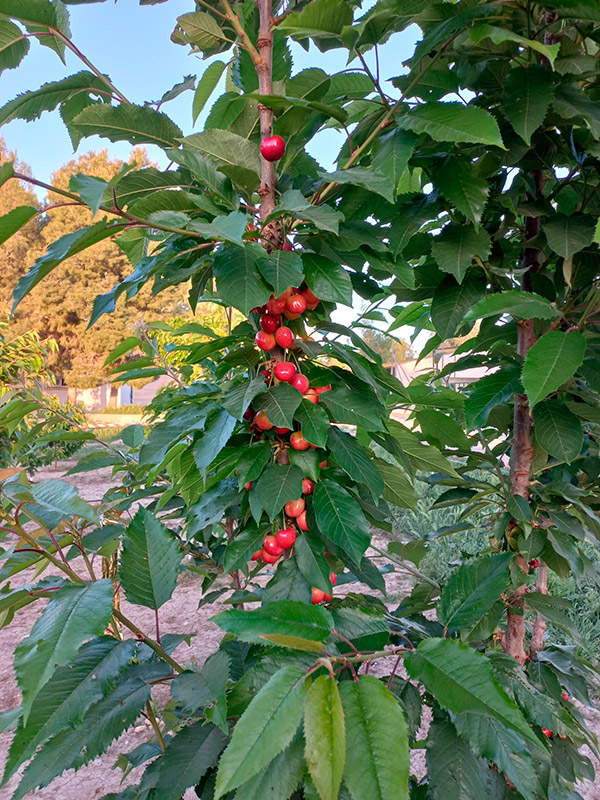 Frutos de cerezo