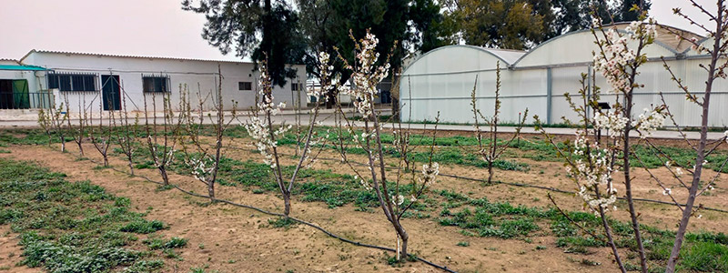 Inicio de floración