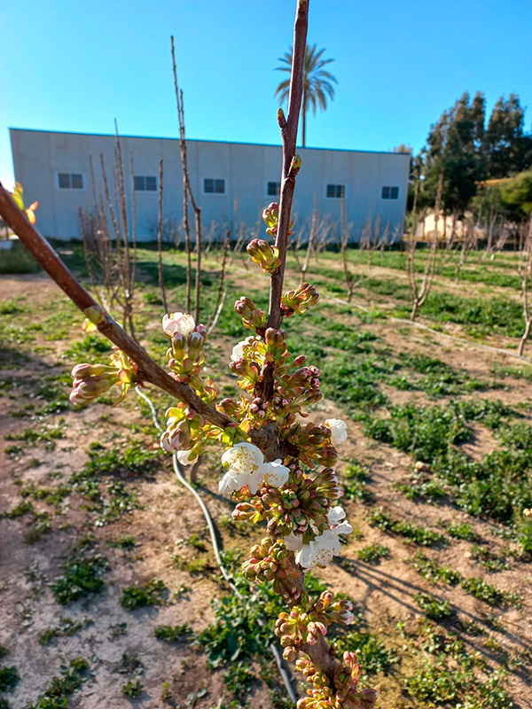 Inicio de floración