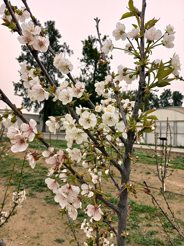 Plena floración
