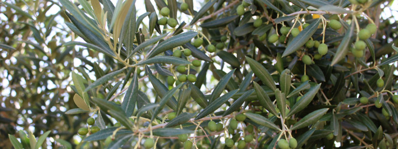 Olivo