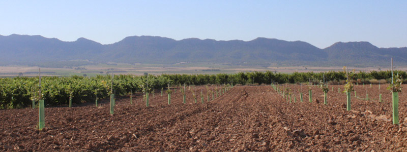 Variedades de pistacho