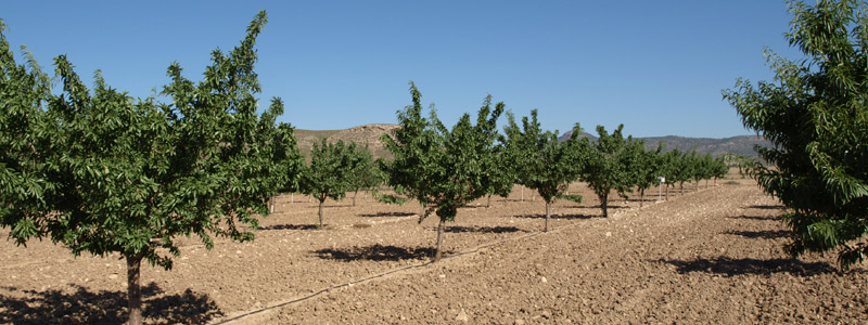 Variedades de almendro