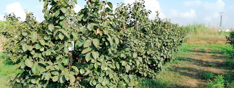 Cultivo de caqui