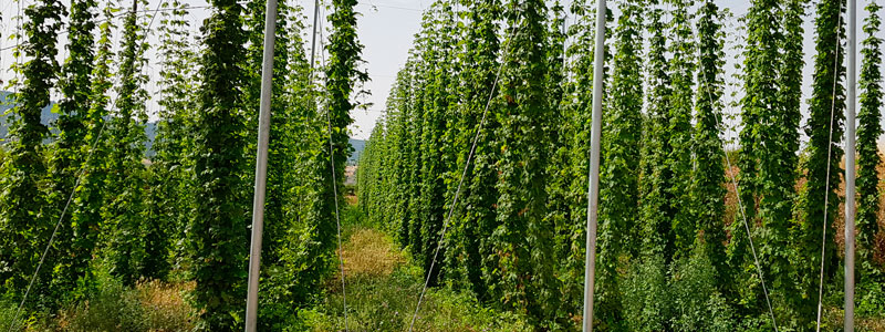 Cultivo de lúpulo