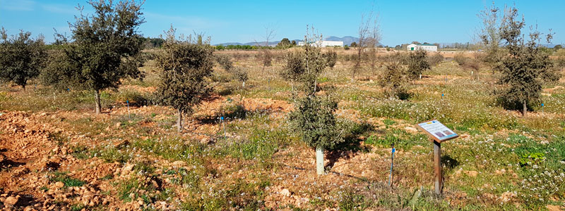 Parcela trufera