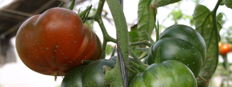 Tomates Raf