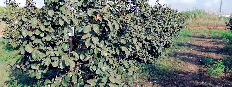 Caqui en rama de árbol