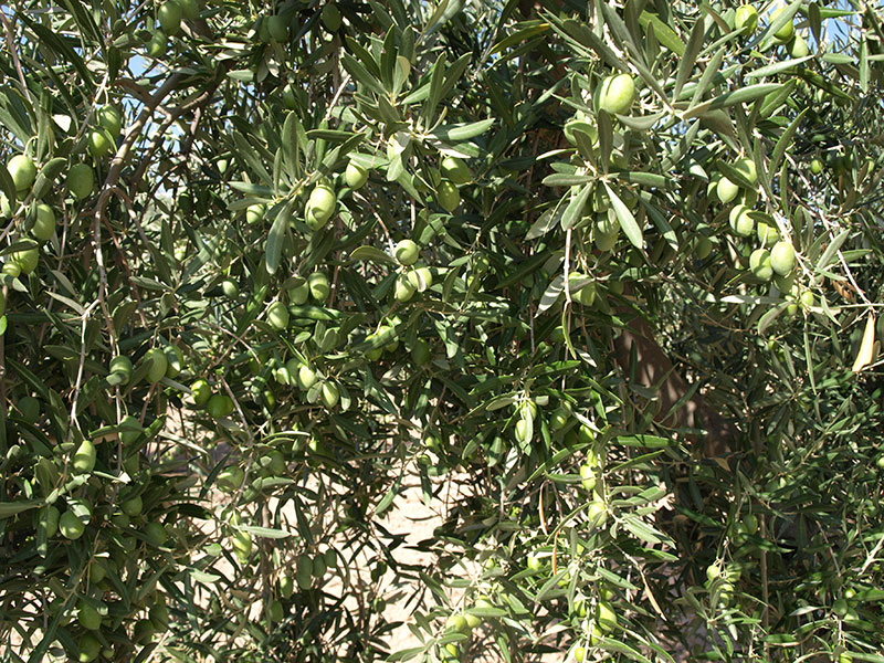 Oliva variedad Alfafarenca