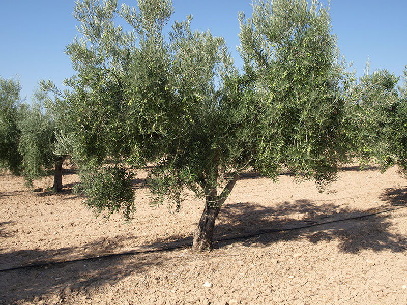 Olivo variedad Alfafarenca