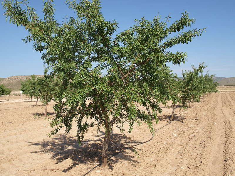 Almendro variedad Antoñeta