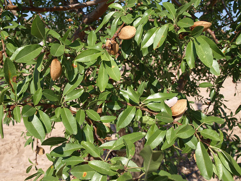 Foto detalle de almendro variedad Antoñeta