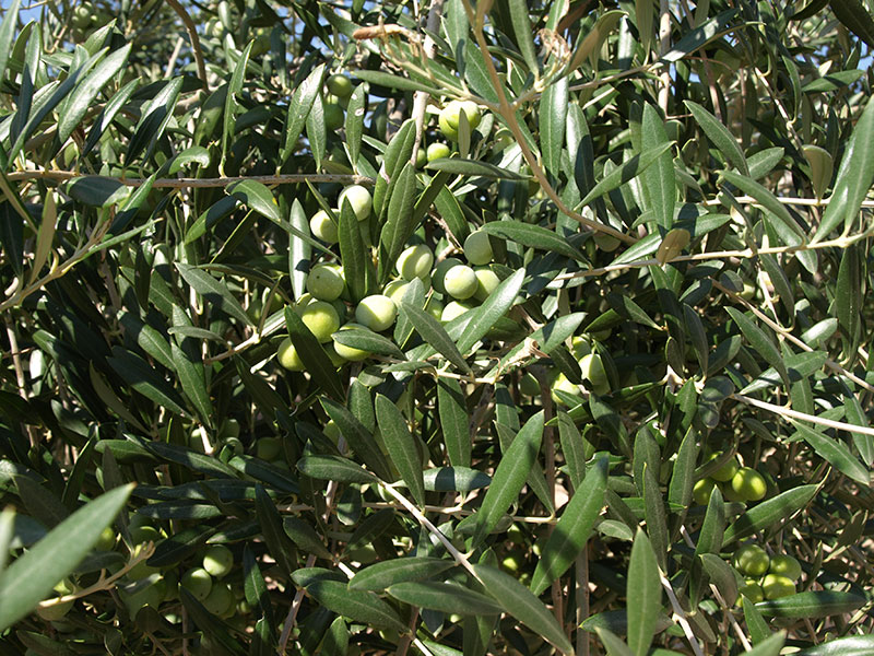 Oliva variedad Arbequina