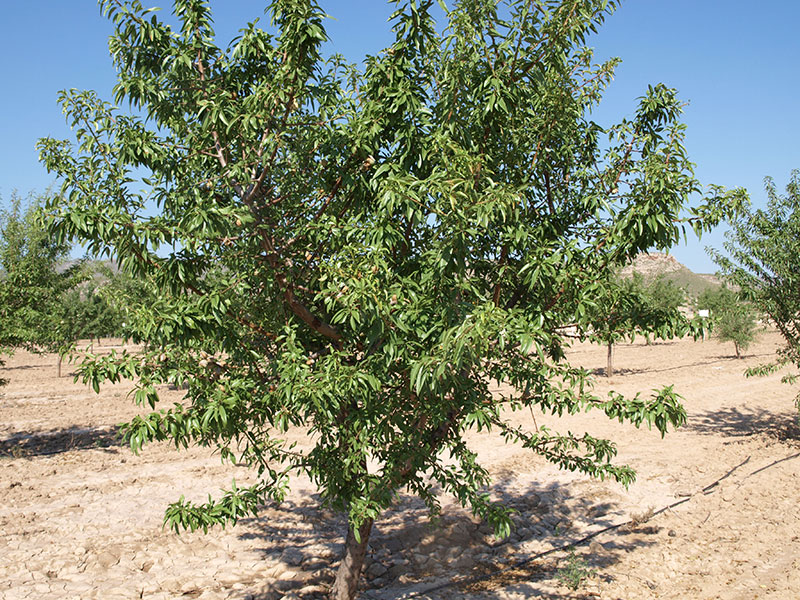 Almendro variedad Belona