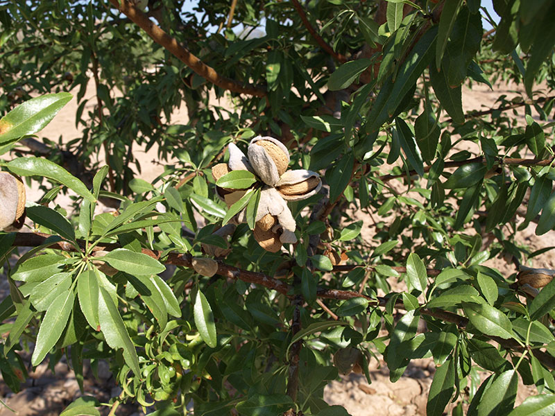 Foto detalle de almendro variedad Belona
