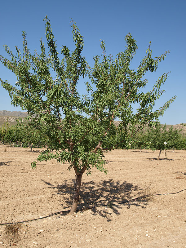 Almendro variedad Constanti