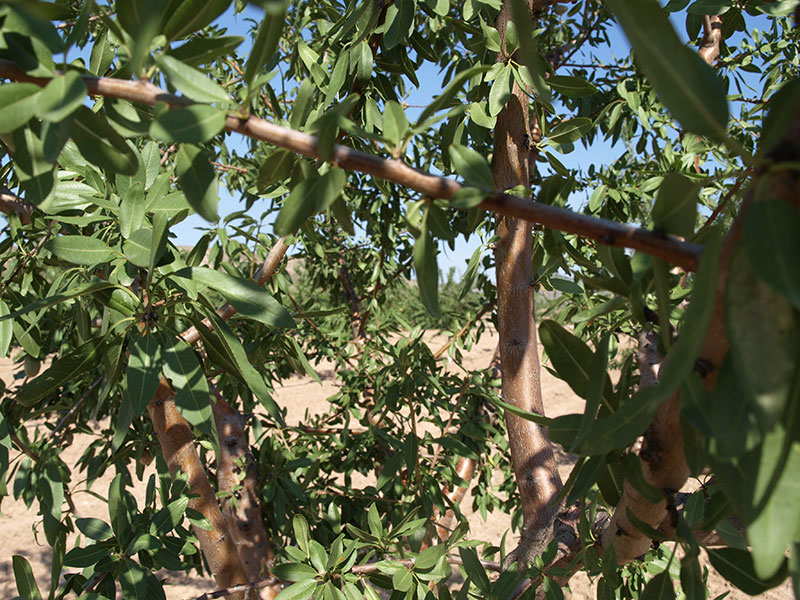 Foto detalle de almendro variedad Constanti