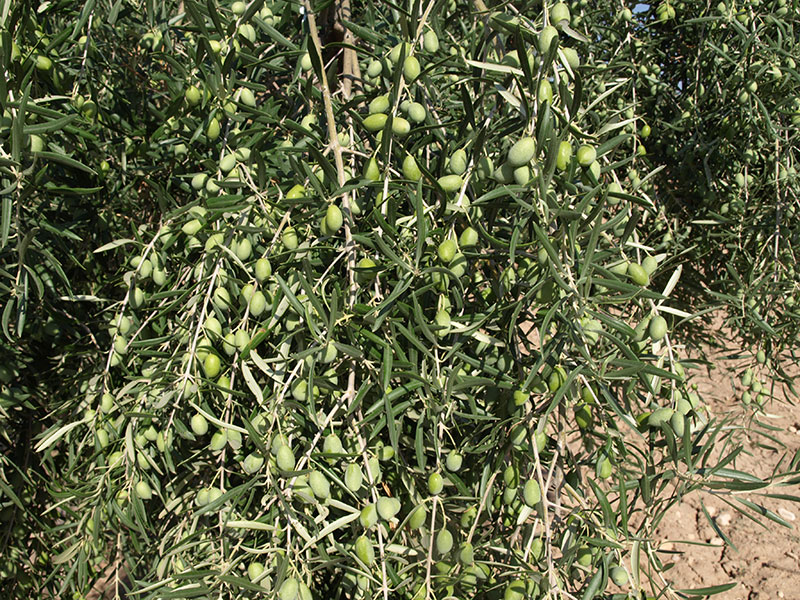 Oliva variedad Cornicabra Murciana