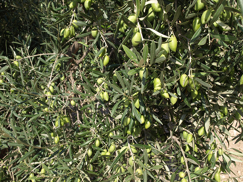Oliva variedad Cornicabra de Toledo