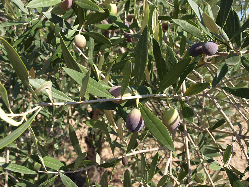 Oliva variedad Empeltre