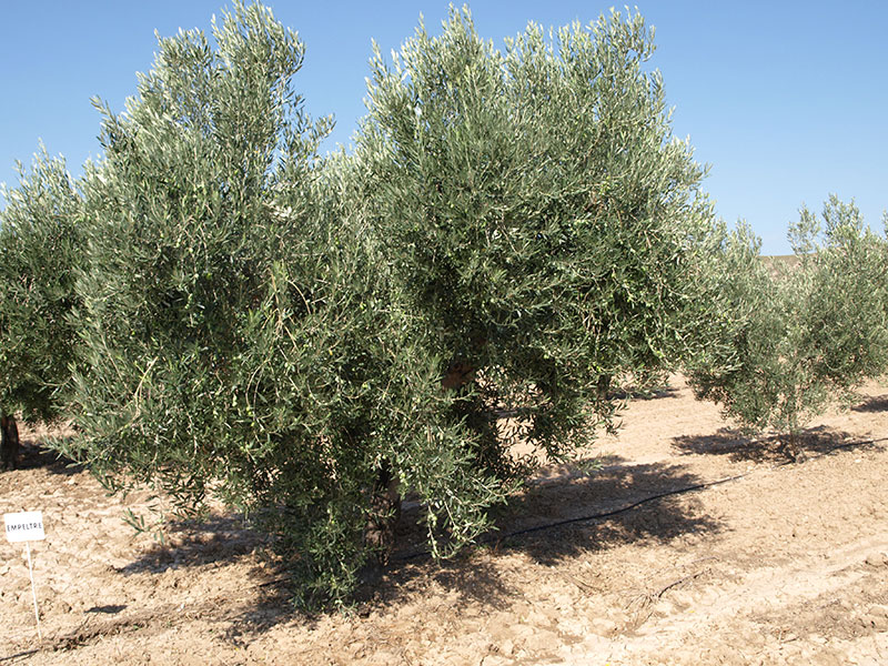 Olivo variedad Empeltre