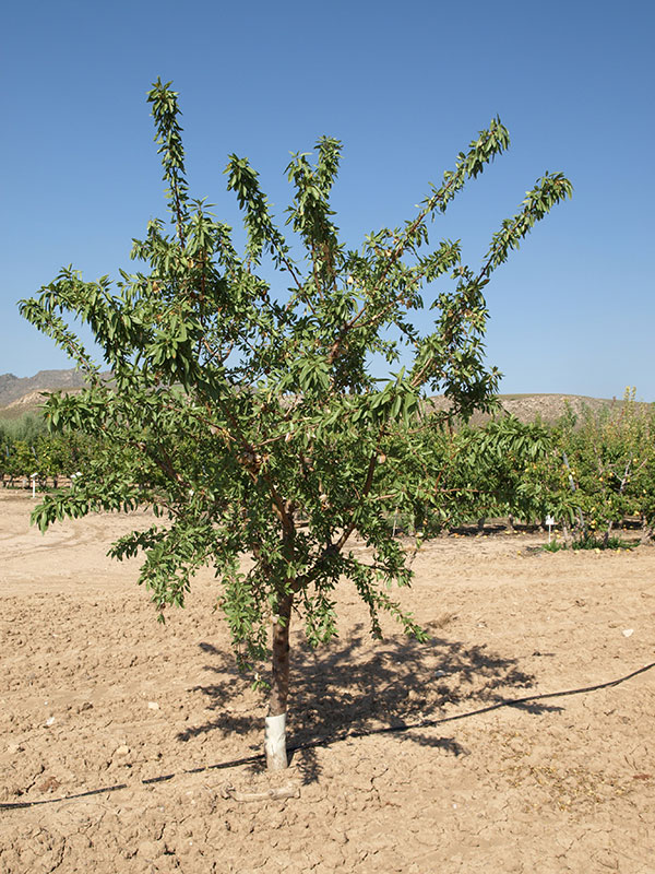 Almendro variedad Ferraduel