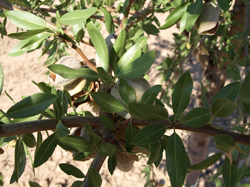 Foto detalle de almendro variedad Ferraduel