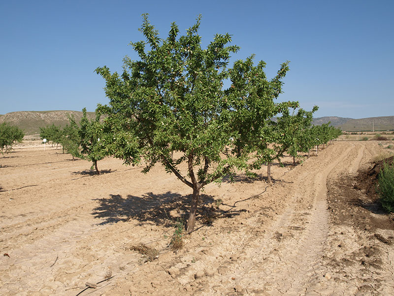 Almendro variedad Francolini