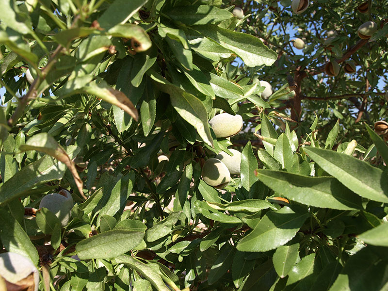 Foto detalle de almendro variedad Francolini