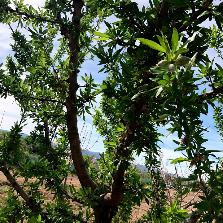 Fotografía detalle de frutal en el Valle del Guadalentín