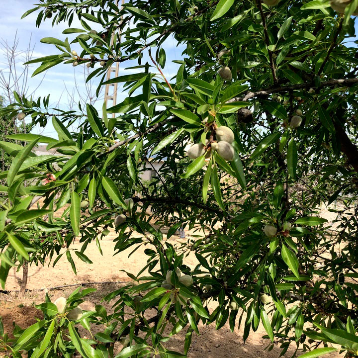 Fotografía detalle de frutal en el Valle del Guadalentín