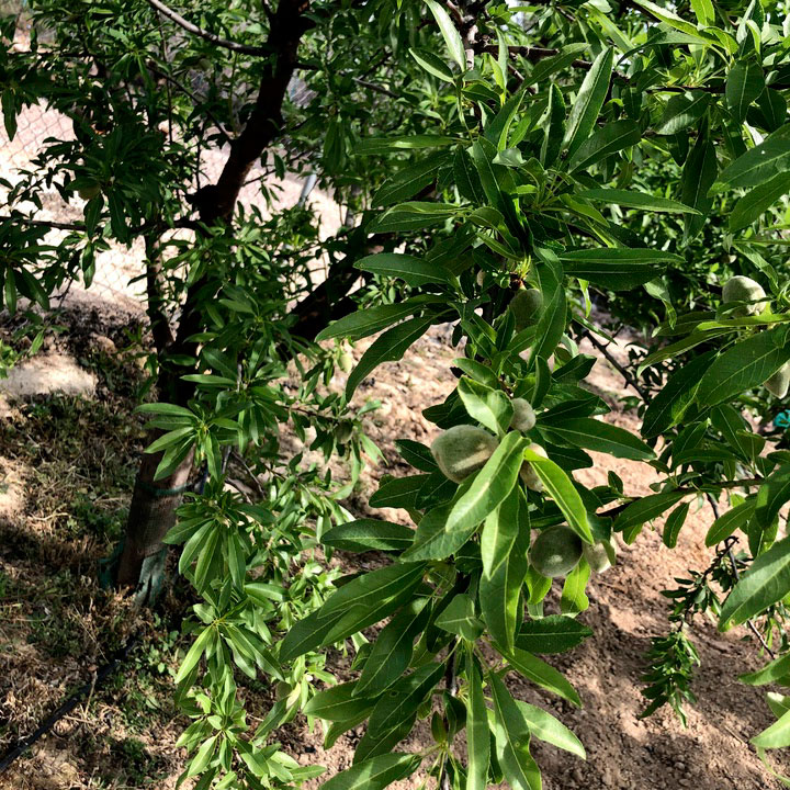 Fotografía detalle de frutal en el Valle del Guadalentín