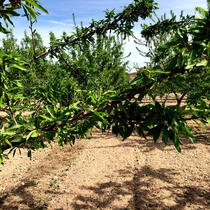 Fotografía detalle de frutal en el Valle del Guadalentín