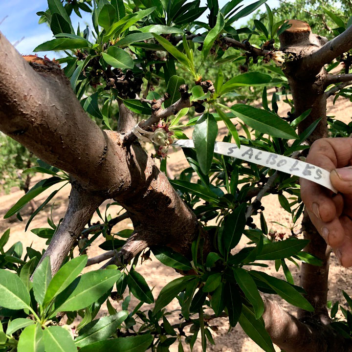 Fotografía detalle de frutal en el Valle del Guadalentín