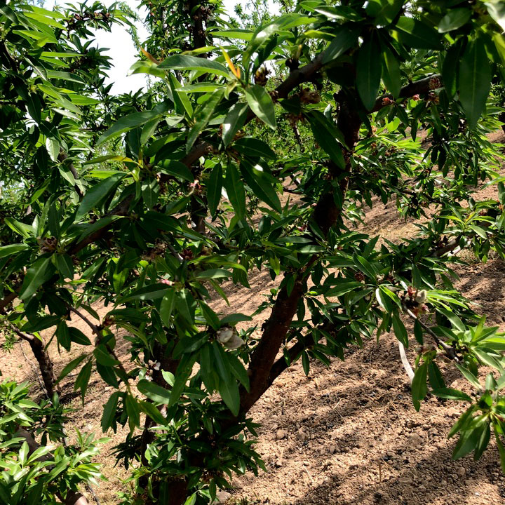 Fotografía detalle de frutal en el Valle del Guadalentín