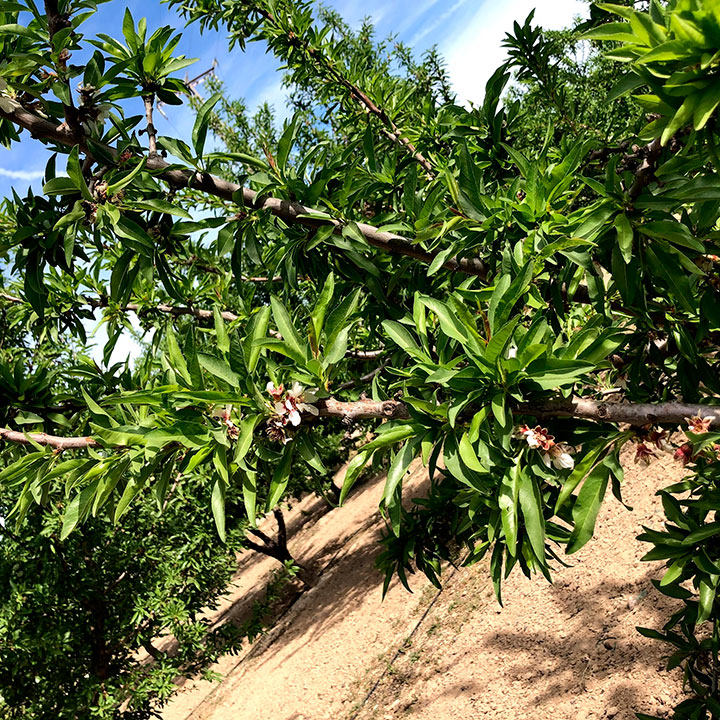Fotografía detalle de frutal en el Valle del Guadalentín