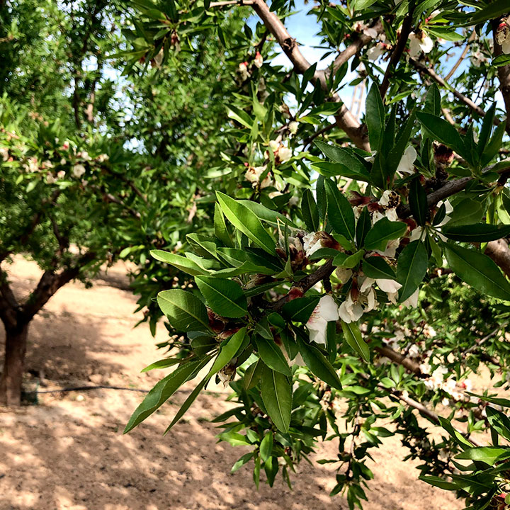 Fotografía detalle de frutal en el Valle del Guadalentín