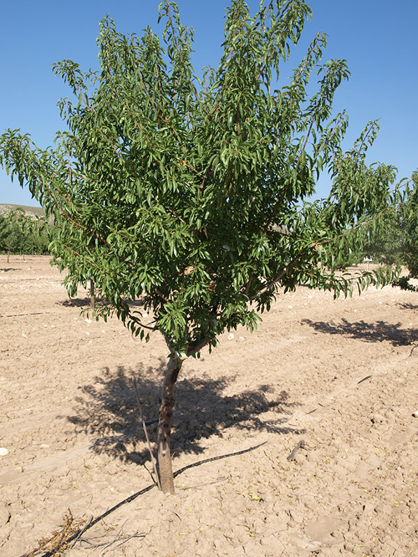 Almendro variedad Glorieta