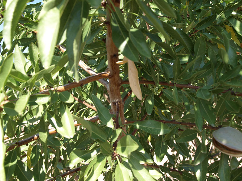 Foto detalle de almendro variedad Glorieta