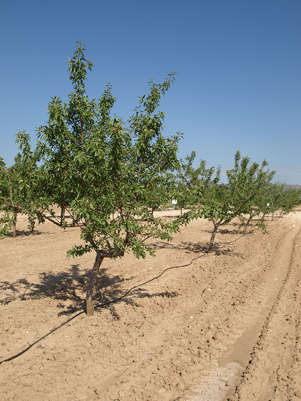 Almendro variedad Guara