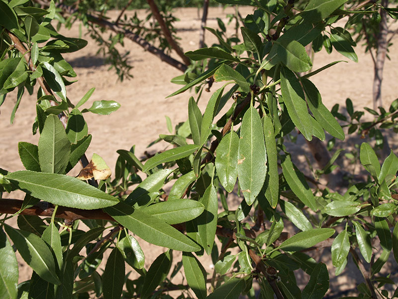 Foto detalle de almendro variedad Guara