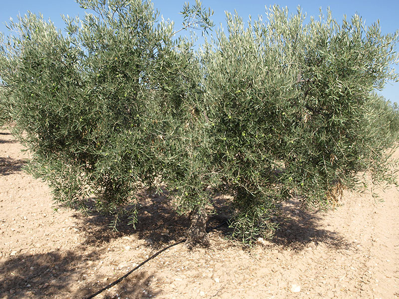 Olivo variedad Hojiblanca