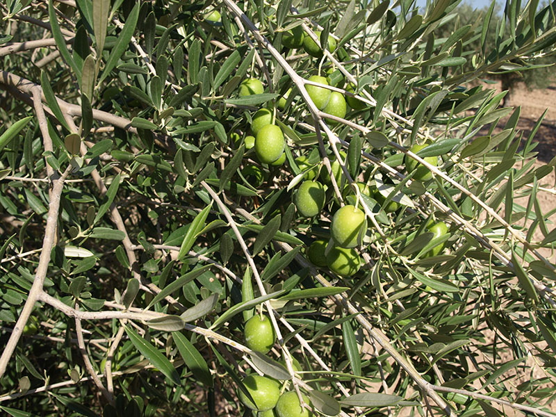 Aceituna variedad Manzanilla