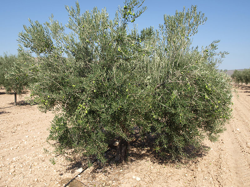 Olivo variedad Manzanilla