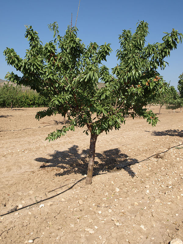 Almendro variedad Marinada