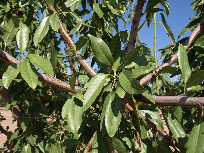 Foto detalle de almendro variedad Marinada