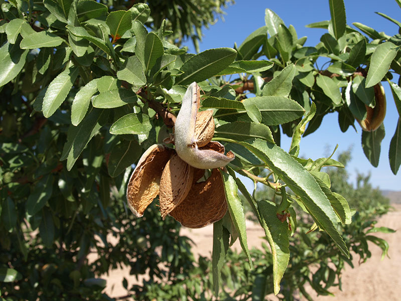 Foto detalle de almendro variedad Masbovera
